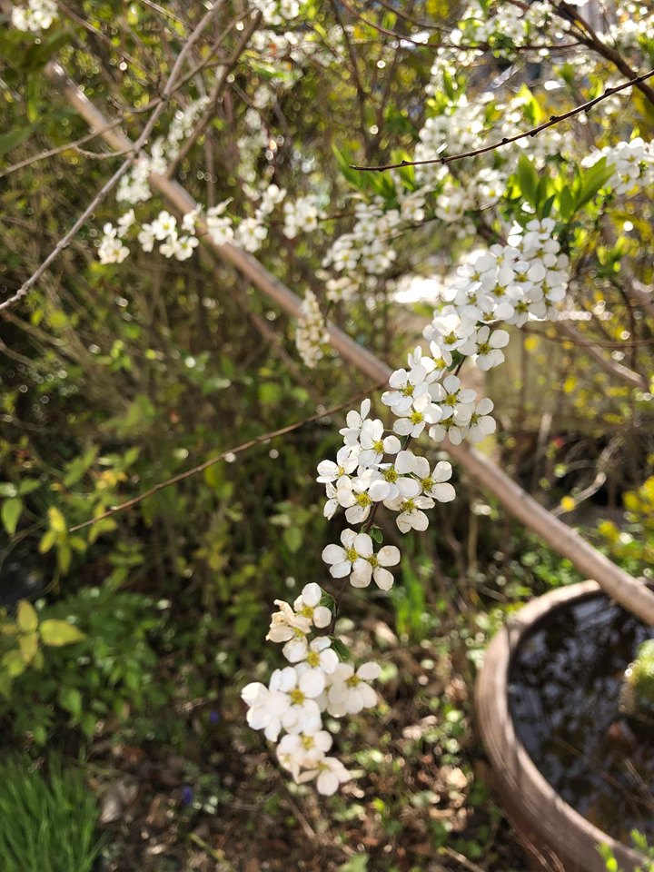 春～梅雨時のモデルガーデンの植物（滋賀県大津市）