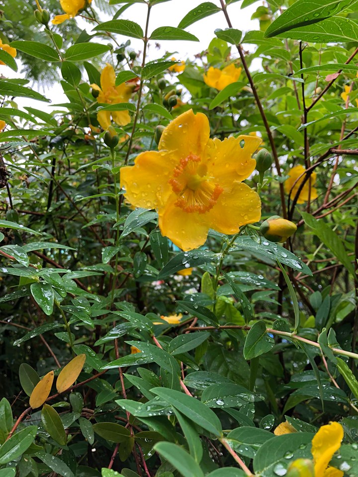 春～梅雨時のモデルガーデンの植物（滋賀県大津市）
